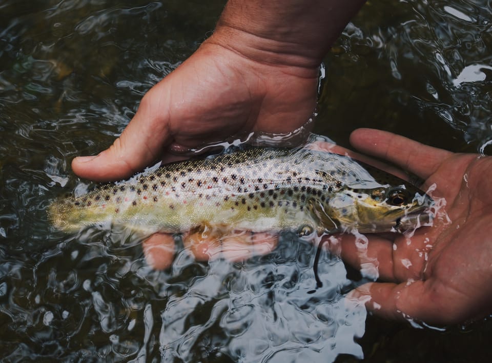 Fly Fishing’s Role in Boosting Mental Well-Being